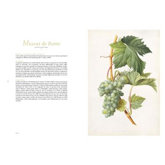 Les raisins de Jean-Joseph Redouté