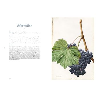 Les raisins de Jean-Joseph Redouté