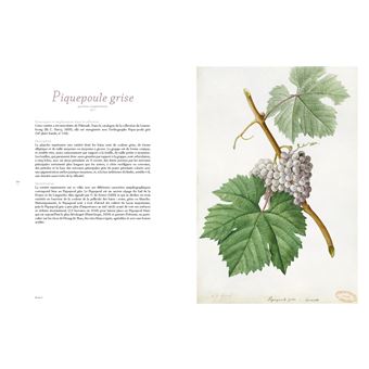 Les raisins de Jean-Joseph Redouté