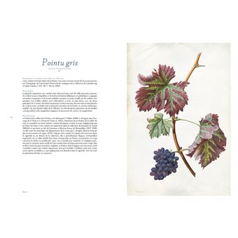 Les raisins de Jean-Joseph Redouté