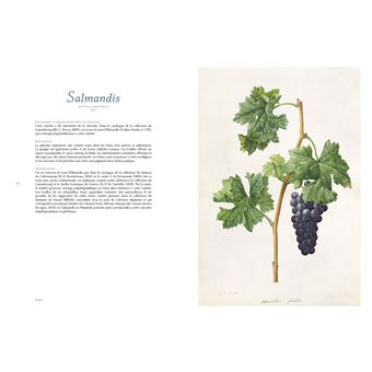 Les raisins de Jean-Joseph Redouté