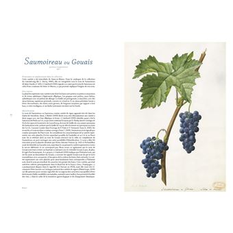 Les raisins de Jean-Joseph Redouté