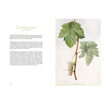 Les raisins de Jean-Joseph Redouté