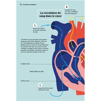 Coeur et artères, en pleine santé !