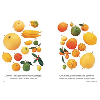 Agrumes - Comment les choisir et les cultiver facilement