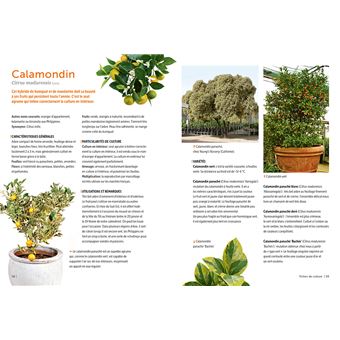 Agrumes - Comment les choisir et les cultiver facilement