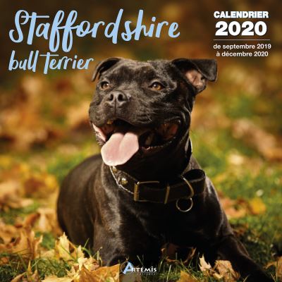Calendrier Stafforshire bull terrier (2020)
