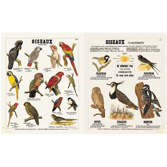 Leçons de choses & autres curiosités naturelles