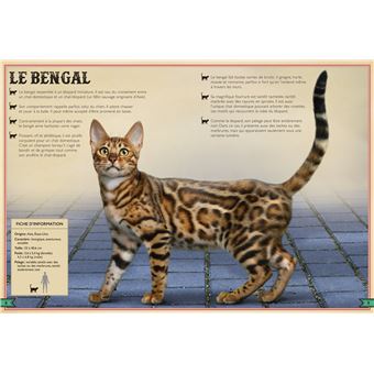 Le Livre extraordinaire des chats