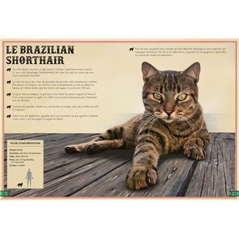 Le Livre extraordinaire des chats