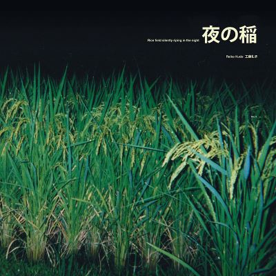 RICE FIELD SILENTLY RIPING IN THE NIGHT
