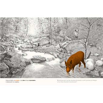 Dans la forêt