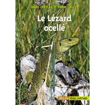 Le Lézard ocellé - 1