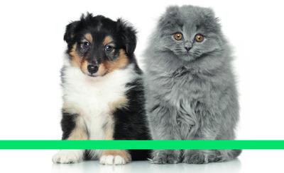 Agenda 2017 Chats et chiens
