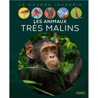 Les animaux très malins