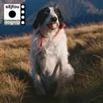 Lp-dognip