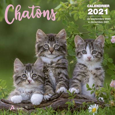 Calendrier Chatons 21 Broche Collectif Achat Livre Fnac