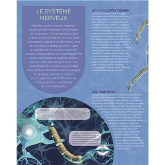 Le cerveau