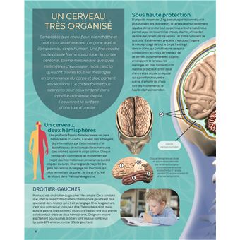 Le cerveau
