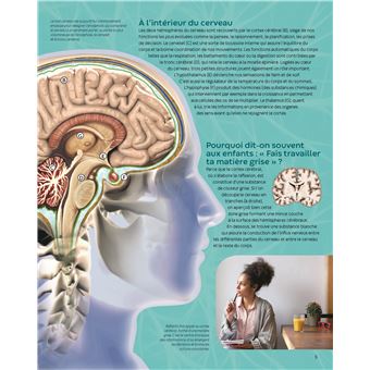 Le cerveau