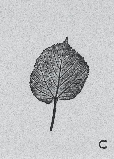 Carnet-poeme cuvelier