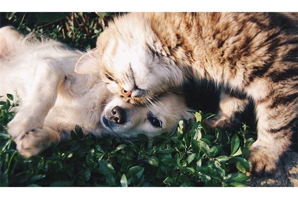 As Melhores Prendas De Natal Para C es Gatos E Outros Animais De 