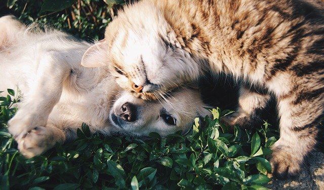 As Melhores Prendas De Natal Para C es Gatos E Outros Animais De 