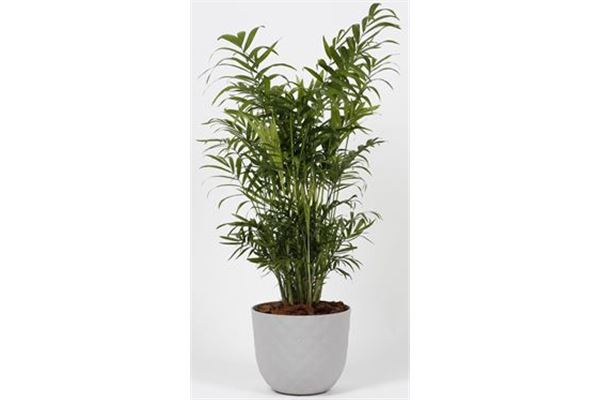 Chamaedorea-Elegans-Bioma-Plants-Vaso-Havana-Tropical-Calcario (1)