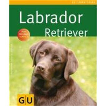 Labrador Retriever - 1