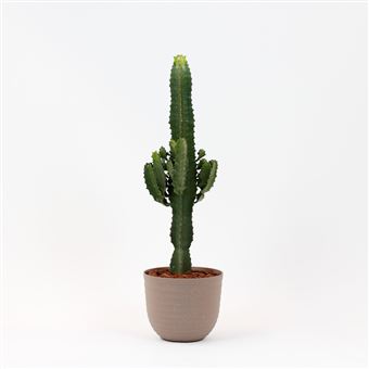 Euphorbia Acrurensis Bioma Plants | Vaso Havana Waves - Linho - 1
