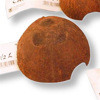 Coco Decorativo JBL Cocos Cava 1/2M - 1