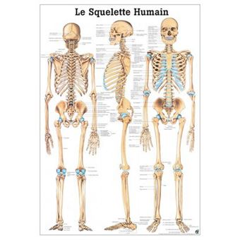 Cartaz Rüdiger-Anatomie PA03 - 1