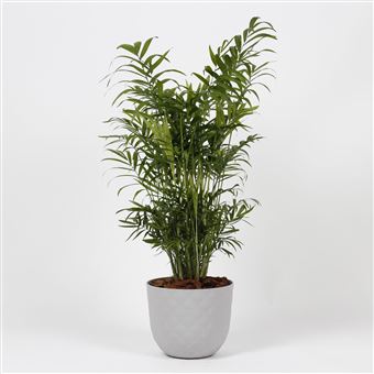 Chamaedorea Elegans Bioma Plants | Vaso Havana Tropical - Calcário - 1