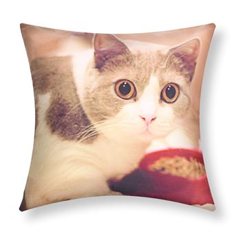 Conjunto de 2 Capas de Almofada Avizar | 40x40 cm | Desenho de gato e tigela - 1