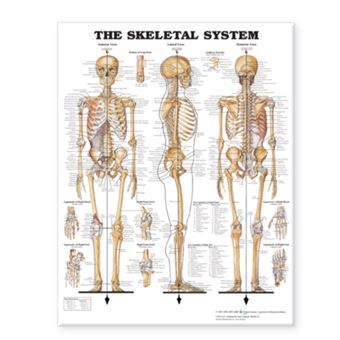 The Skeletal System Giant Chart - 1