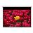 Optoma Pantalla 16:9 2656 x 1494mm_0