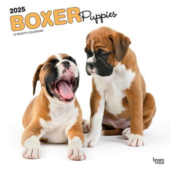 Boxer Puppies 2025 12 X 24 Inch Monthly Square Wall Calendar Plastic-Free - 1