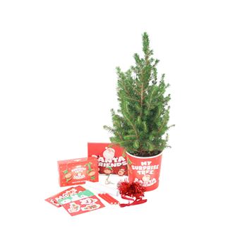 Mini Árvore de Natal e Decorações Plant in a Box | Abeto-anão Alberta Picea Conica - 1