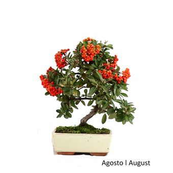 Bonsai | Luso Bonsai | Pyracanta de 9 anos - 1