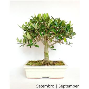 Bonsai | Luso Bonsai | Oliveira de 12 anos - 1