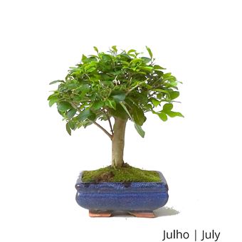 Bonsai | Luso Bonsai | Ligustrum de 5 anos - 1