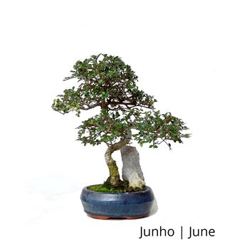 Bonsai | Luso Bonsai | Ulmeiro de 7 anos com Rocha - 1