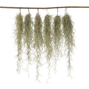 Barba de Velho Plant in a Box | 6 Peças |  Tillandsia Usneoides | Altura 25-40cm | ?5cm - 1