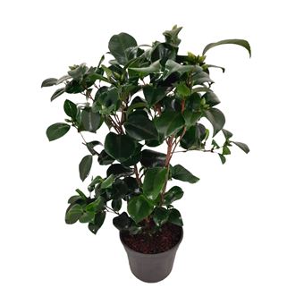 Camélia Japônica Rosa Plant in a Box | Camellia japonica 'Lady Campbell' - A50-60cm | ?15cm - 1