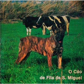 O cão de fila de s. miguel. - 1