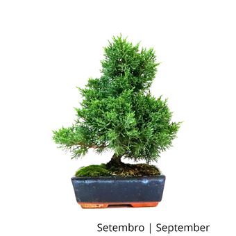 Bonsai | Luso Bonsai | Juniperus Sargentii de 9 anos - 1