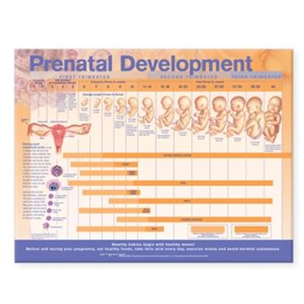 Prenatal Development Anatomical Chart - 1