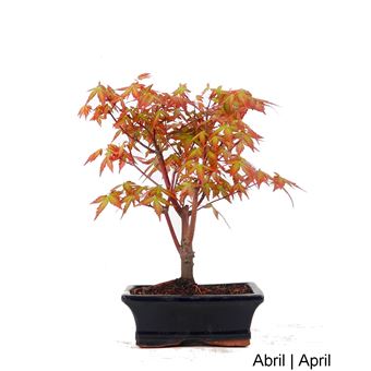 Bonsai | Luso Bonsai | Acer Palmatum Spp de 7 anos - 1
