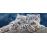 Puzzle Castorland Snow Leopard Cubs 600 pcs_2