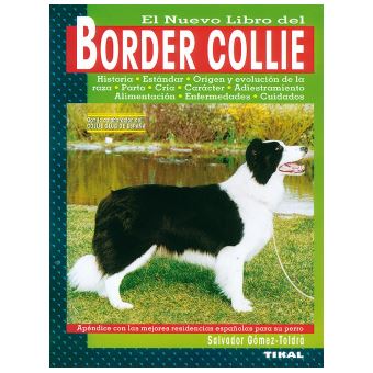 Border Collie - 1
